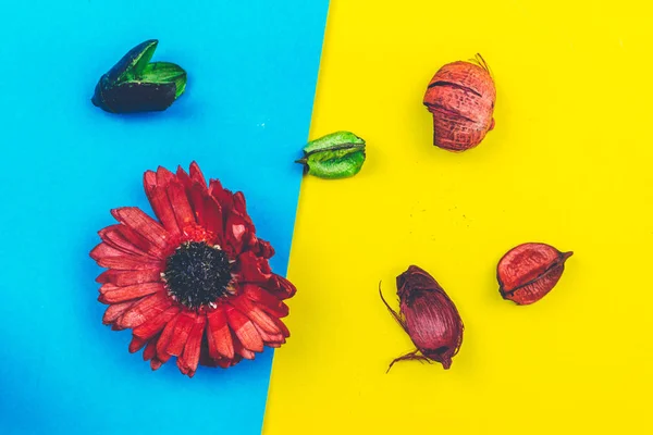 Renkli Arka Plan Üzerinde Kırmızı Çiçek — Stok fotoğraf