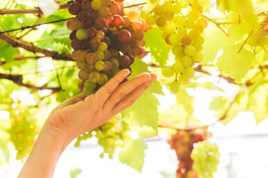 Woman hand fresh wine grape in vineyard.Grapes harvest clipart