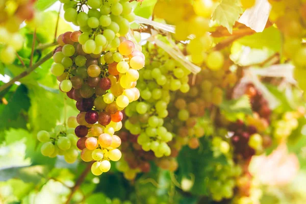 Fresh wine grape in vineyard.Grapes harvest