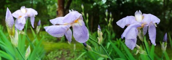 Blauwe Bloemen Irissen Met Natte Groene Bladeren Als Achtergrond — Stockfoto