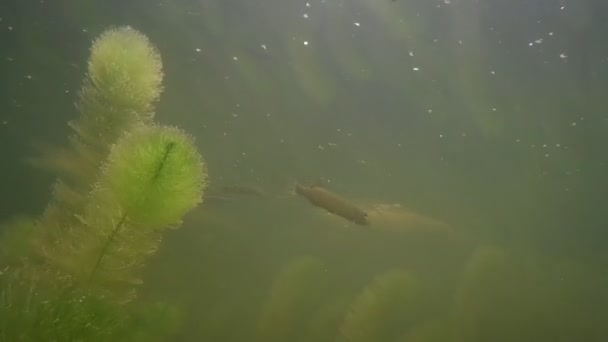 Peces Agua Dulce Bajo Agua — Vídeos de Stock