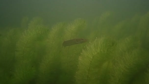 Ψάρια Του Γλυκού Νερού Κάτω Από Νερό — Αρχείο Βίντεο