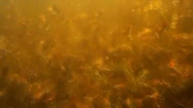 Balık avı. Su altında balık vurdu