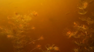 Balık avı. Su altında balık vurdu