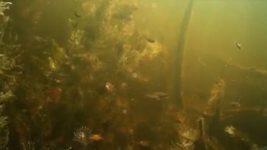 Küçük tatlı su balığı su altında balık