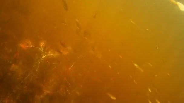 Speerfischen Schuss Den Fisch Unter Wasser — Stockvideo