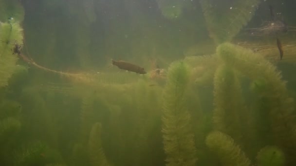 淡水鱼类在水之下 — 图库视频影像