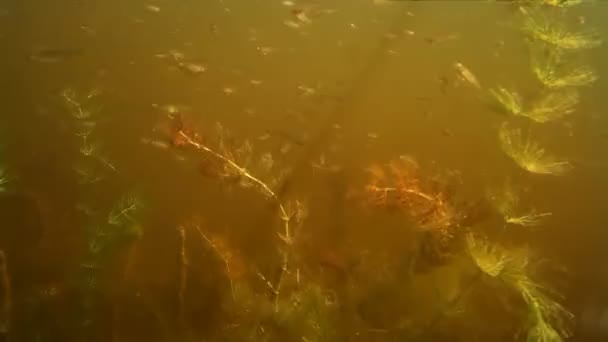 Banc Petits Poissons Eau Douce Sous Eau — Video