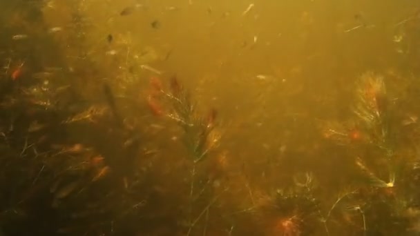 Cardumes Pequenos Peixes Água Doce Debaixo Água — Vídeo de Stock