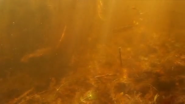 Cardumes Pequenos Peixes Água Doce Debaixo Água — Vídeo de Stock