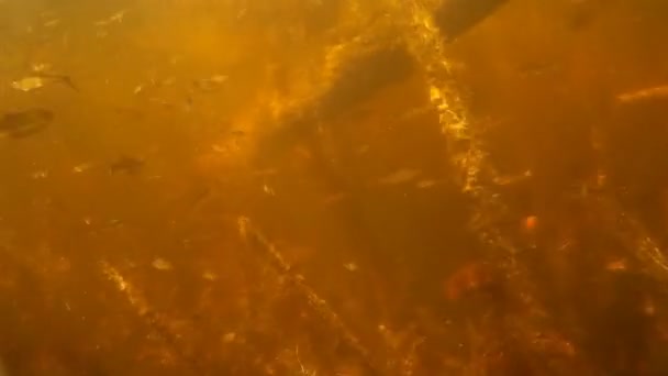 Banc Petits Poissons Eau Douce Sous Eau — Video