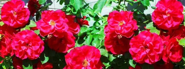 Πανοραμική Εικόνα Από Κόκκινα Τριαντάφυλλα Πράσινο Φόντο — Φωτογραφία Αρχείου