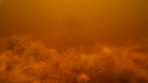 Pêche à la lance. Abattu dans le poisson sous l'eau 