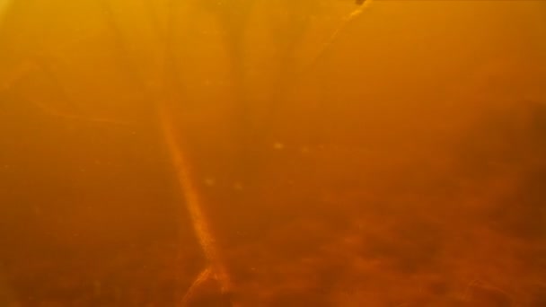ヤスでの漁です 水の下で魚を撮影します — ストック動画