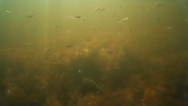 Schwarm Kleiner Süßwasserfische Unter Wasser — Stockvideo