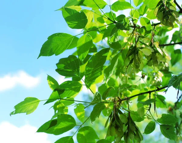 Yeşil Mavi Gökyüzü Karşı Bir Ağacının Yaprakları — Stok fotoğraf