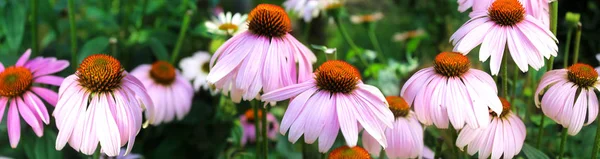 Panoráma Képet Rózsaszín Virágok Egy Zöld Háttér — Stock Fotó