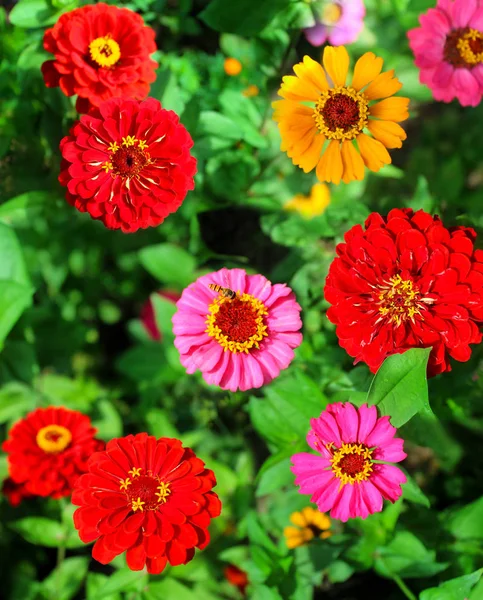 Vermelho Rosa Amarelo Flores Dahlia Fundo Verde — Fotografia de Stock