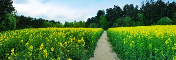 Fältet Blommande Raps Mot Den Blå Himlen — Stockfoto