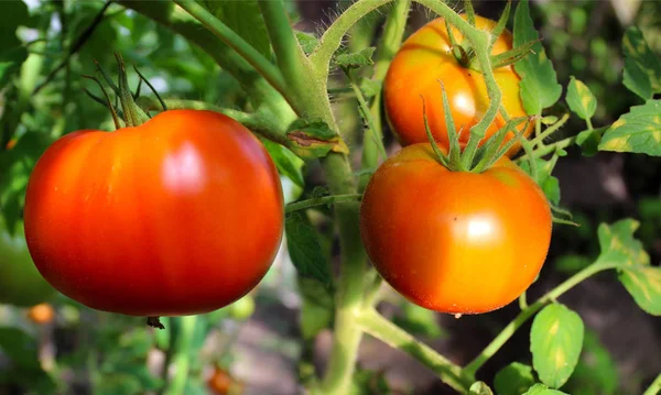 Mognaden Tomater Köksträdgård Sommaren — Stockfoto