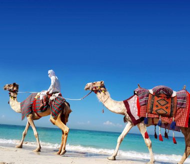 Bir deve kumlu bir plaj üzerinde sürme Arap