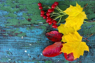 Sarı akçaağaç yaprakları, kartopu çilek ve kırmızı yaprakları eski bir ahşap mavi yüzeye. 