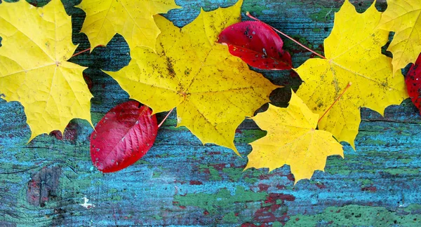 Желтые Кленовые Листья Красные Листья Старой Деревянной Голубой Поверхности — стоковое фото