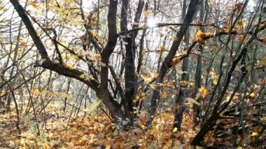 Düşen akçaağaç yaprakları. Güneşli ormanında sonbahar.