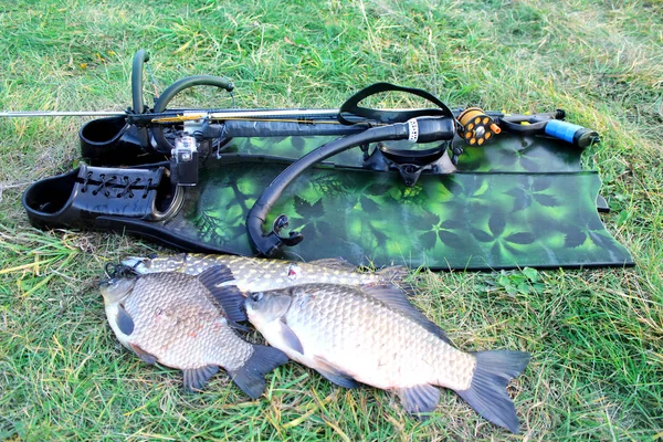 Spearfishing Underwater Gun Fins Fish Grass Waterfront — Stock Photo, Image