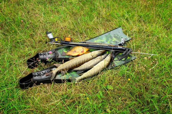 Spearfishing Underwater Gun Fins Fish Grass Waterfront — Stock Photo, Image