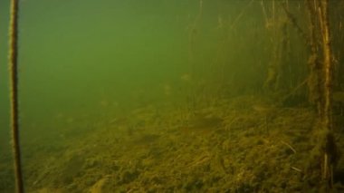 Küçük tatlı su balığı su altında balık