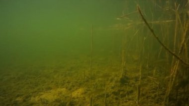 Küçük tatlı su balığı su altında balık