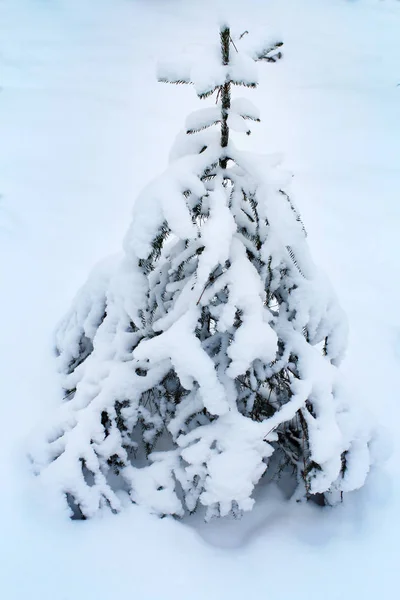 Een Kleine Kerstboom Het Winter Forest — Stockfoto