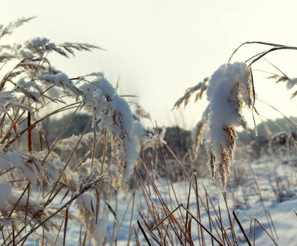 積雪下で草のブレード 冬の背景 — ストック写真