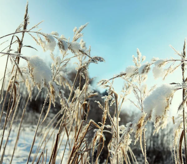 Bladen Van Gras Onder Sneeuw Winter Achtergrond — Stockfoto