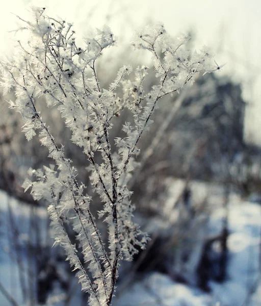 Isiga Växter Bakgrunden Vit Snö Frostig Morgon — Stockfoto