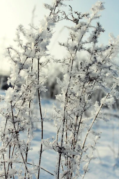 Ijzige Planten Achtergrond Van Witte Sneeuw Frosty Ochtend — Stockfoto