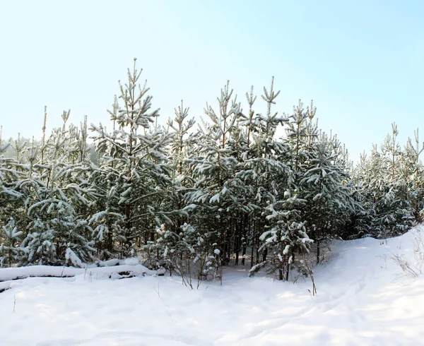 白い雪の凍りつくような朝の背景に冬の森 — ストック写真