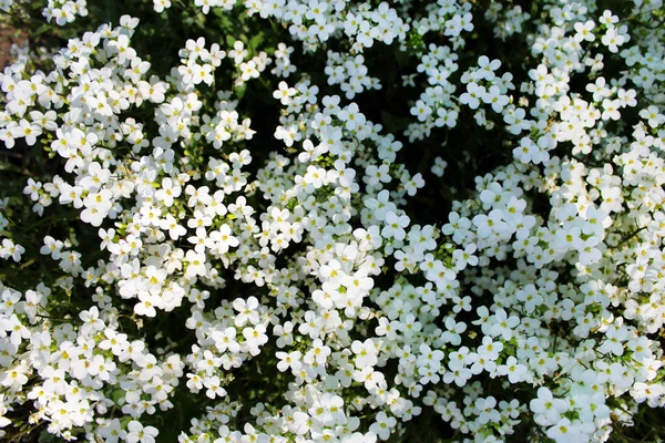 White Flowers Background Image — Stock Photo, Image