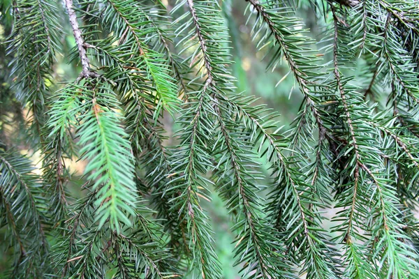 Green Fir Branches Dark Background Image — Stock Photo, Image