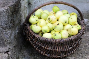 Gri bir arka planda büyük bir hasır sepet içinde elma