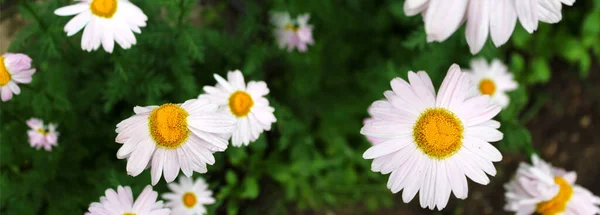 Kamomill Blommor Grön Bakgrund Trädgården — Stockfoto