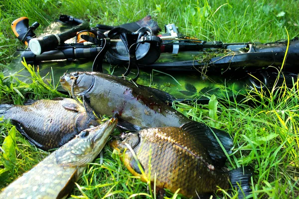 Pêche Lance Pistolet Sous Marin Nageoires Poissons Sur Herbe Sur — Photo