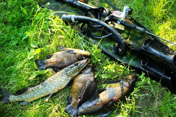 Spearfishing. Fish and equipment for spearfishing on the grass. — Stock  Photo © markasia #157548654