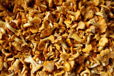 Chanterelle 'ler. Orman mantarları bir arkaplan resmi olarak.