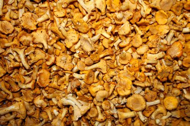 Chanterelle 'ler. Orman mantarları bir arkaplan resmi olarak.