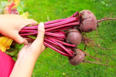 Çimlerin üzerinde pancar. Sebze çiftliği.