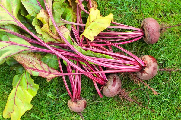 Beets Grass Vegetable Farm Stock Image