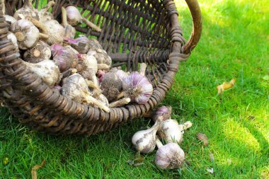 Arka plan olarak sarımsak. Hasat et. 