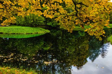 Şube ile sonbahar Akçaağaç Sonbahar çiçeklenir göl arka plan üzerinde bırakır.